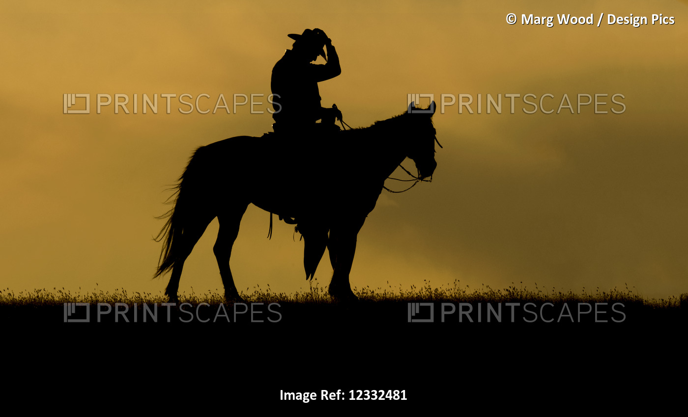 Silhouette of a cowboy on a horse against a sky of golden cloud at sunset; ...