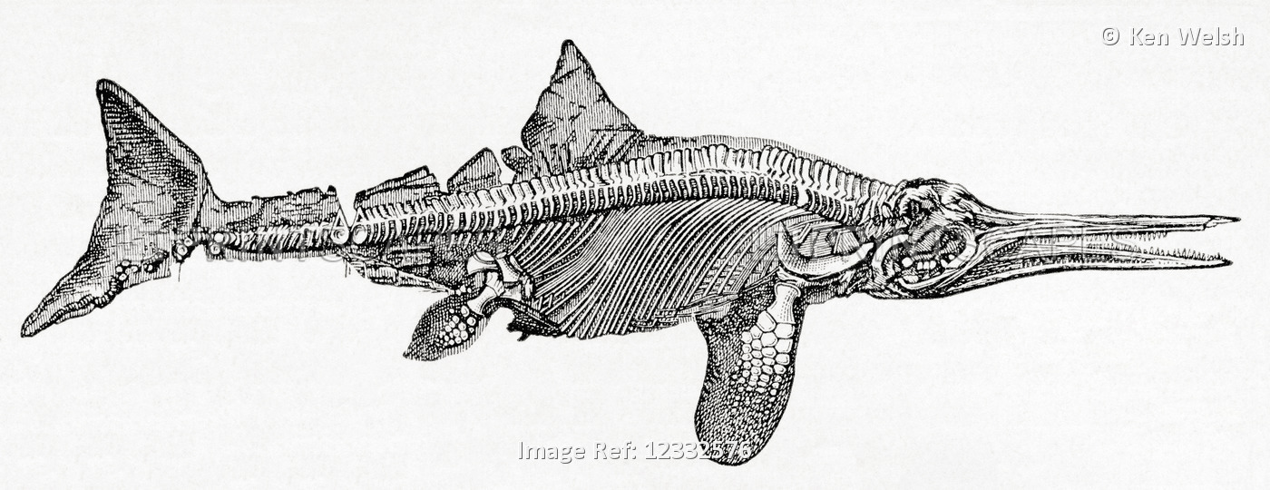 Thunnosaur ichthyosaur.  From Meyers Lexicon, published 1927.