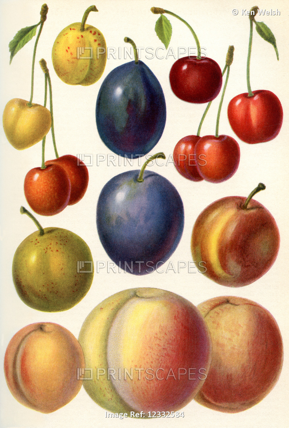 Stone fruit or drupes.  From Meyers Lexicon, published 1927.