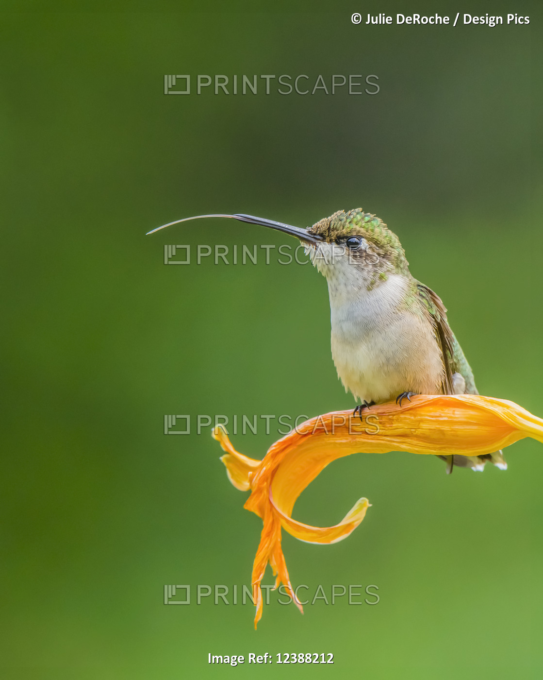 Ruby-throated hummingbird (Archilochus colubris) resting on an orange lily with ...