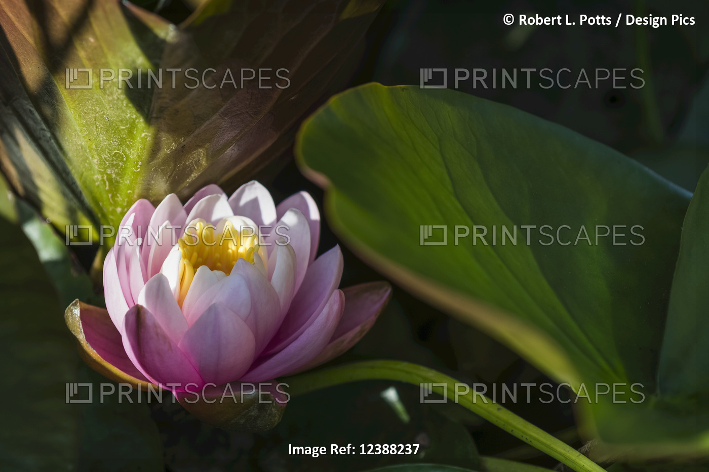 A pink Water Lily (Nymphaeaceae) blooms in a pond; Astoria, Oregon, United ...