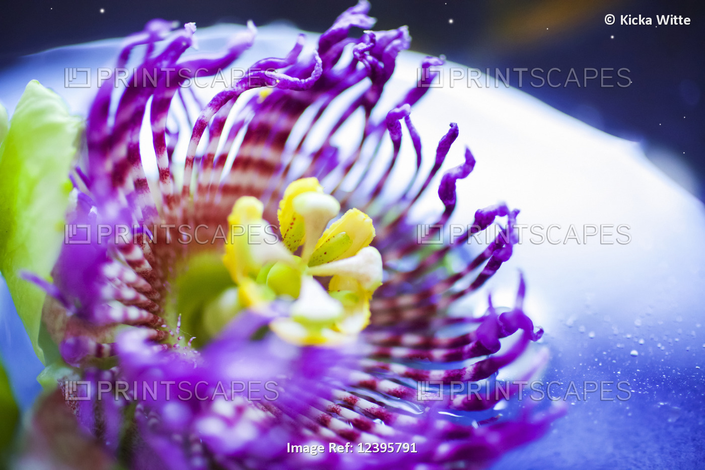 Close-up of a beautiful Passion Fruit flower in pink and yellow; Kilauea, ...