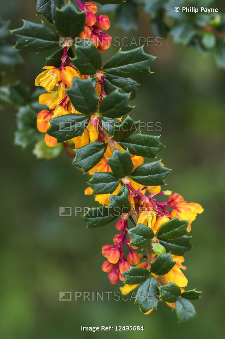 Vibrant pink and yellow blossoms on a branch of a tree with glossy, green ...