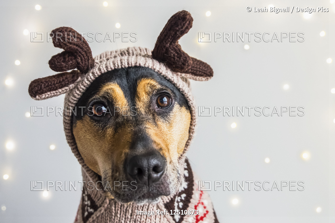 Dog wearing Christmas sweater with antlers
