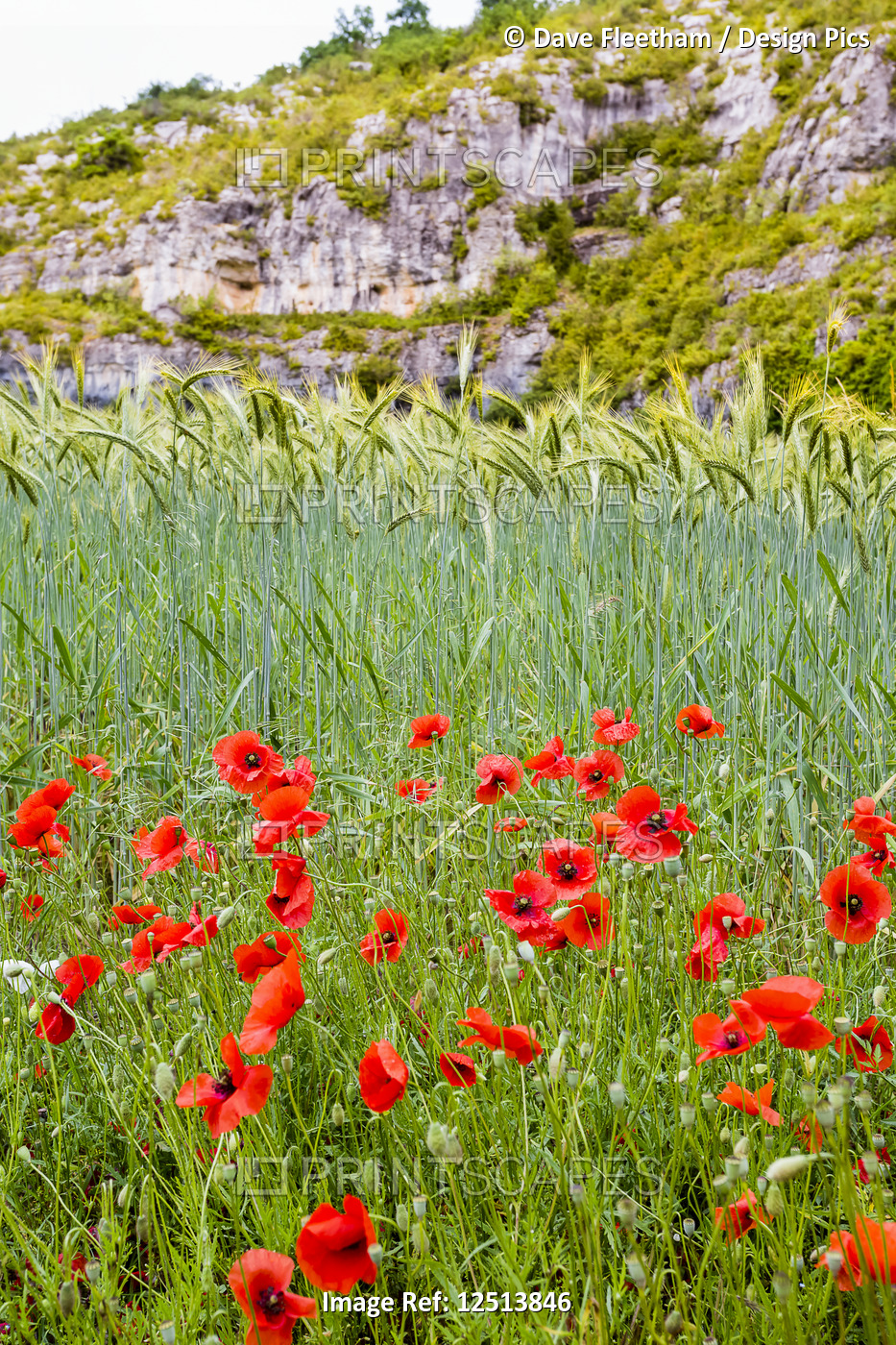 Wheat and poppies in a field near Cahors, the capital of the Lot department in ...