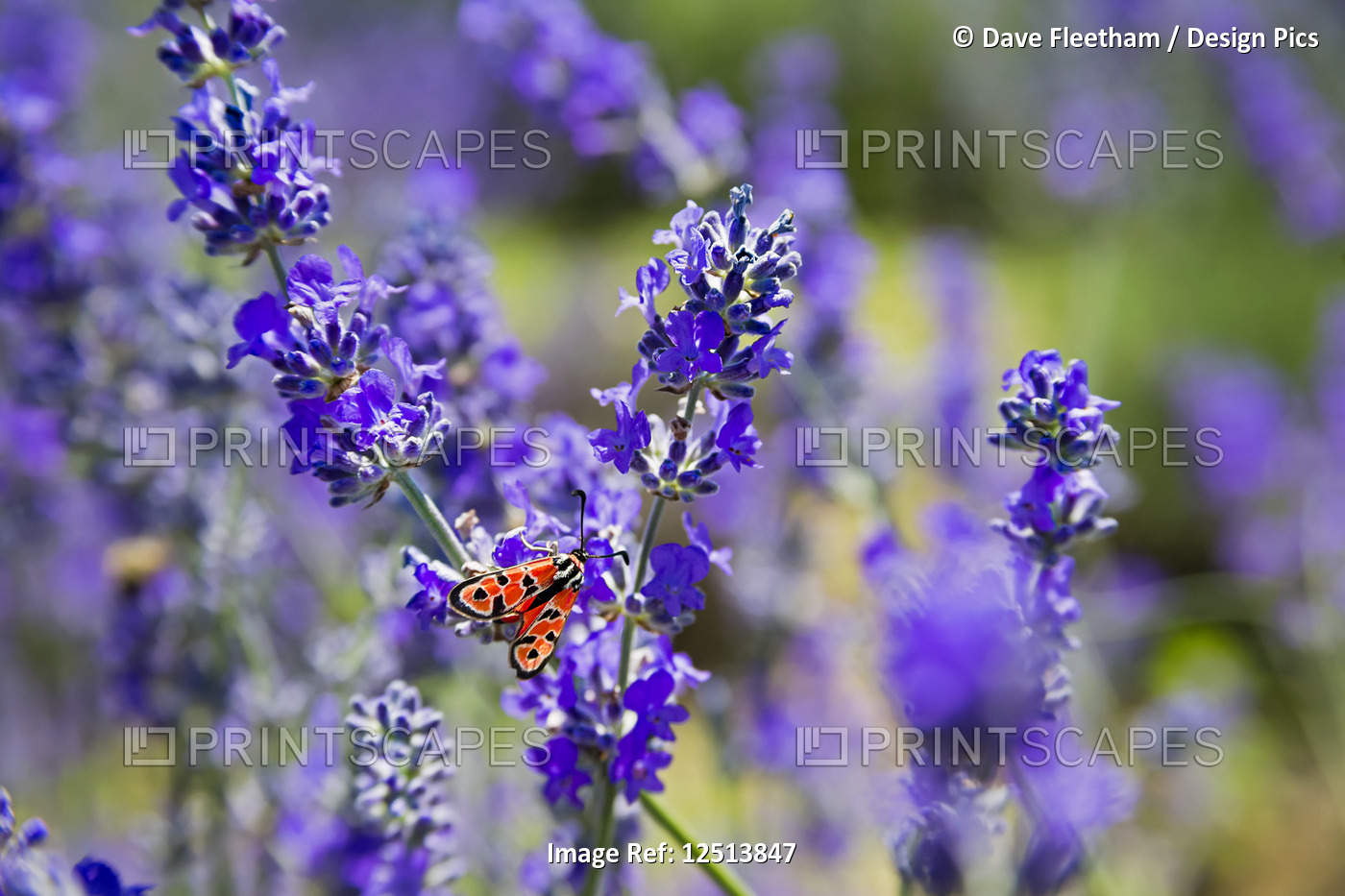 A colourful moth on lavender flowers in the South of France; France