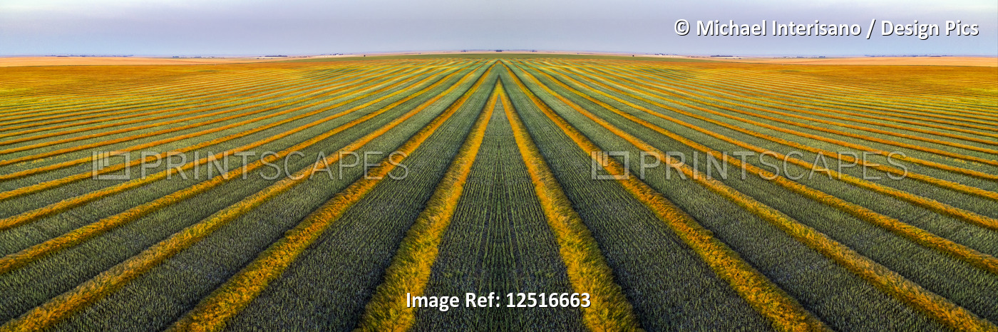Artistic aerial views of canola harvest lines glowing at sunset; Blackie, ...