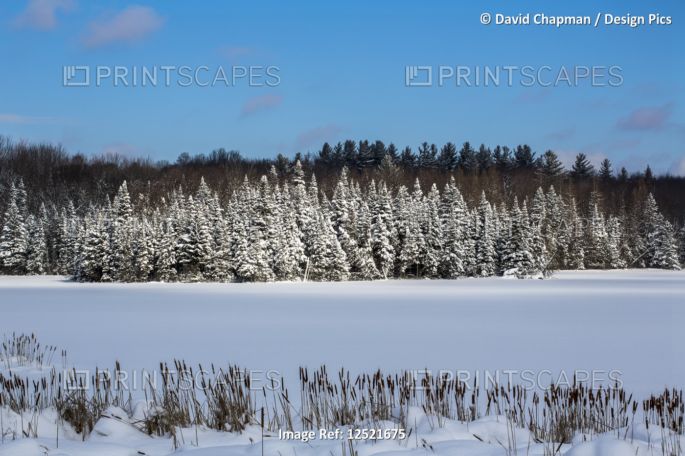 A field and trees covered with snow under a blue sky; Quebec, Canada