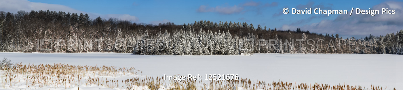 A field and trees covered with snow under a blue sky; Quebec, Canada
