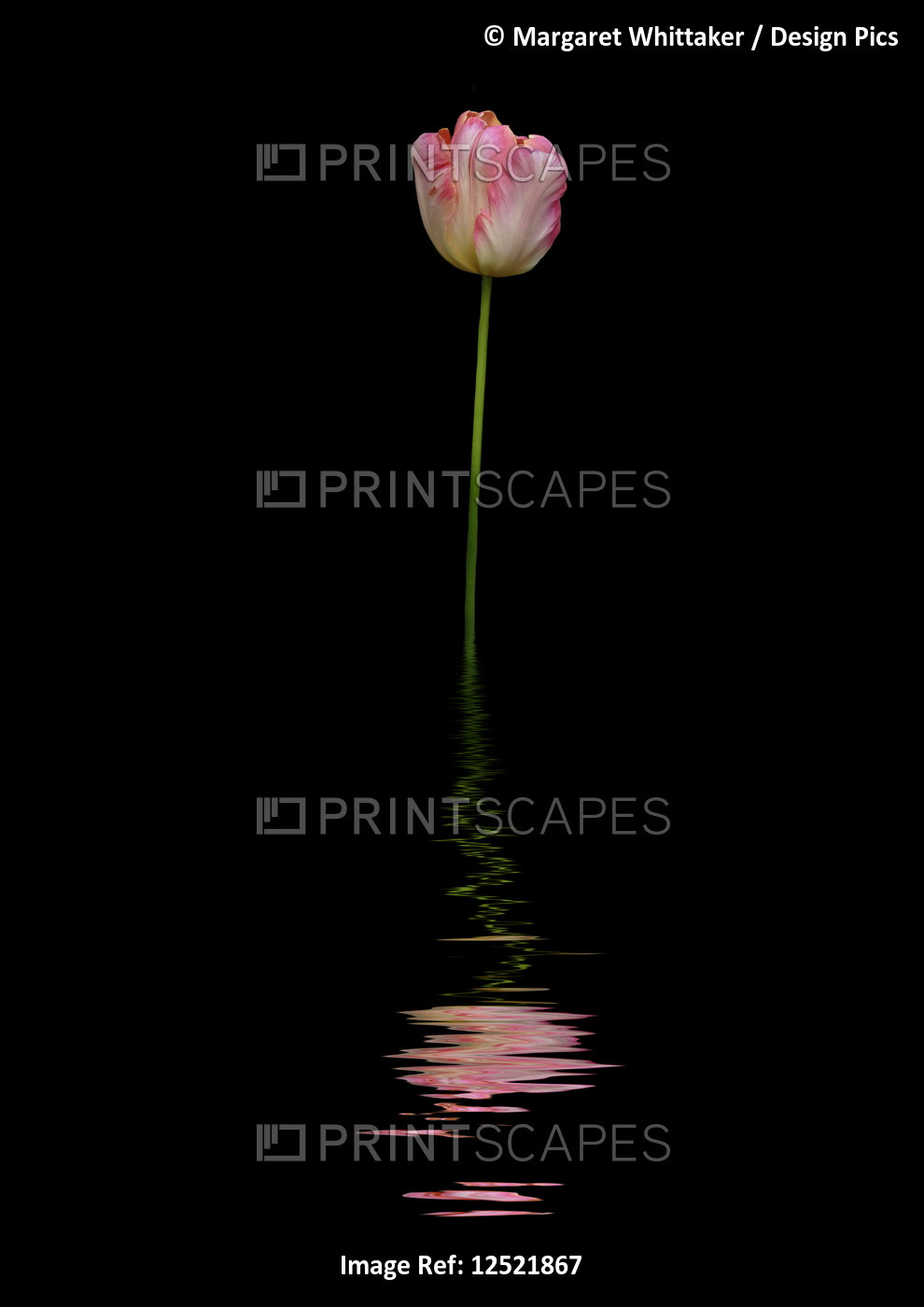 Art image of a pink and white tulip reflected in water