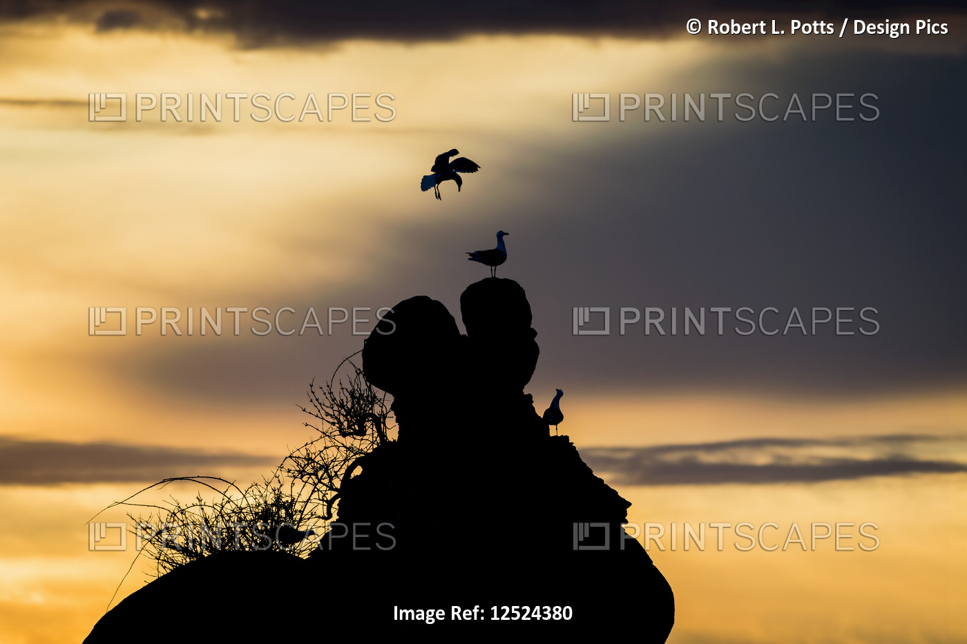 Gulls perched on a rock at sunset; Garibaldi, Oregon, United States of America