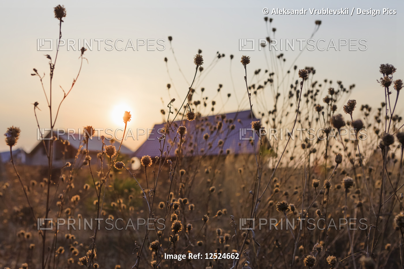 The setting sun over the summer houses in a village with tall grasses in the ...