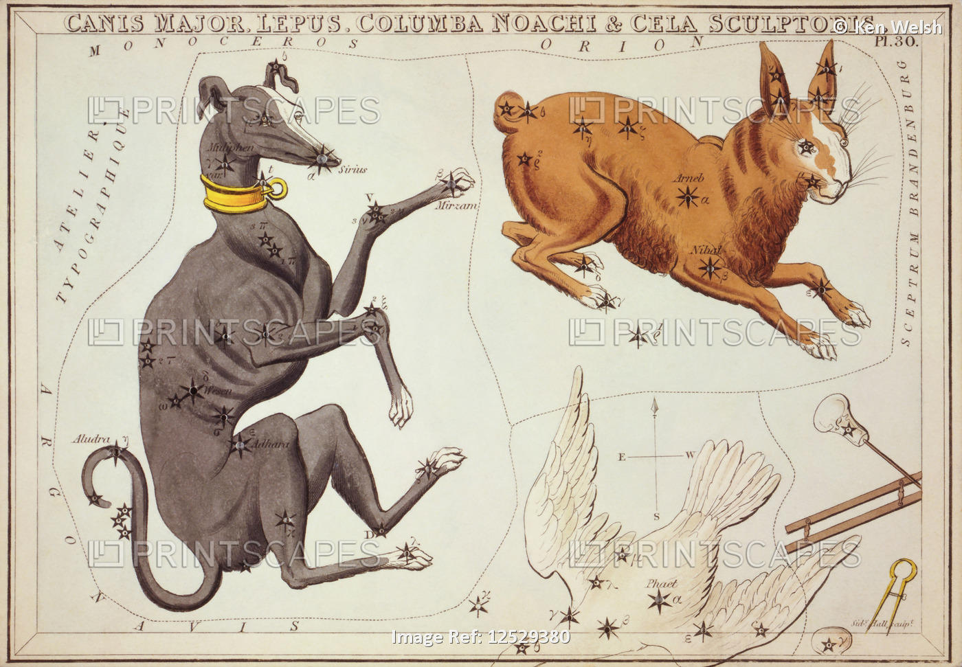 Canis Major, Lepus, Columba Noachi & Cela Sculptoris. Card Number 30 from ...