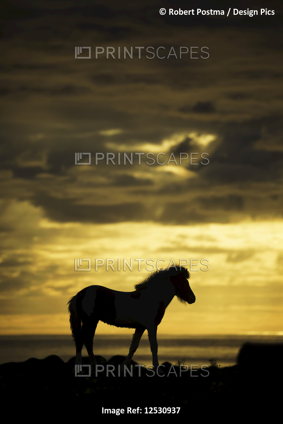 Silhouette of an Icelandic horse walking along the ocean at sunset; Hofsos, ...