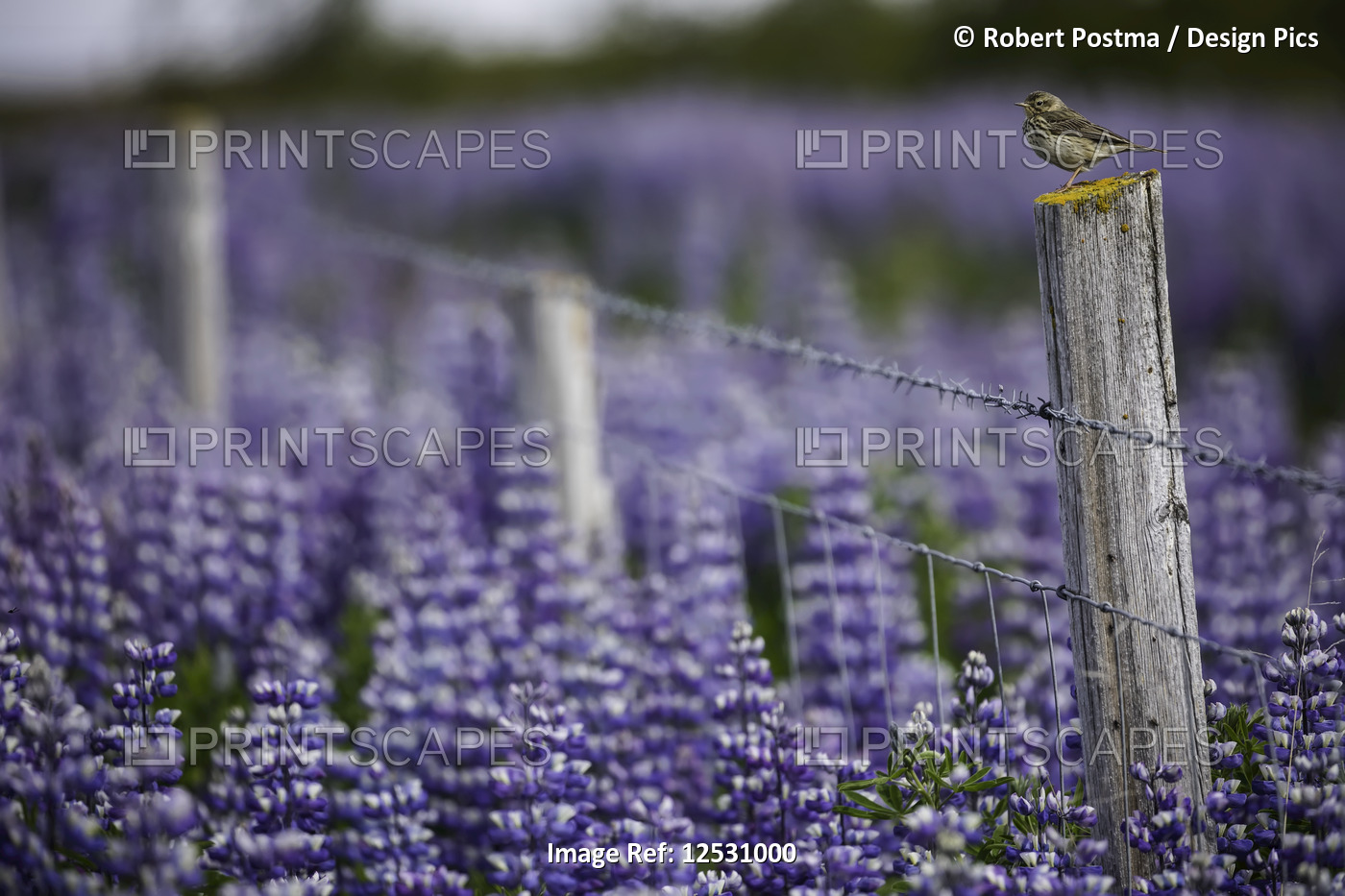 Bird on a fence with lupines in the Icelandic landscape, Snaefellsness ...