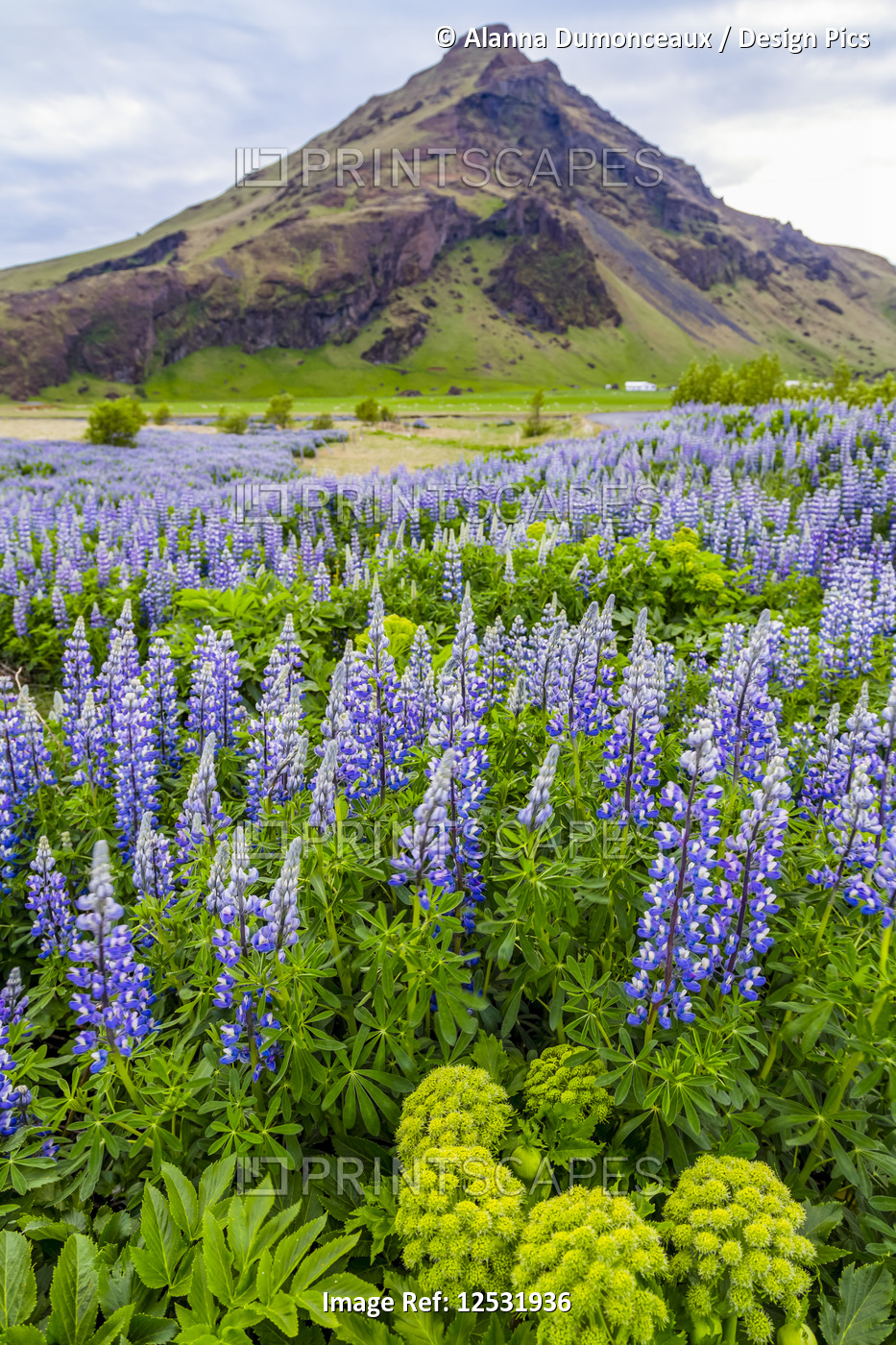 A field of colorful wild lupin flowers in front of a volcanic mountain peak; ...