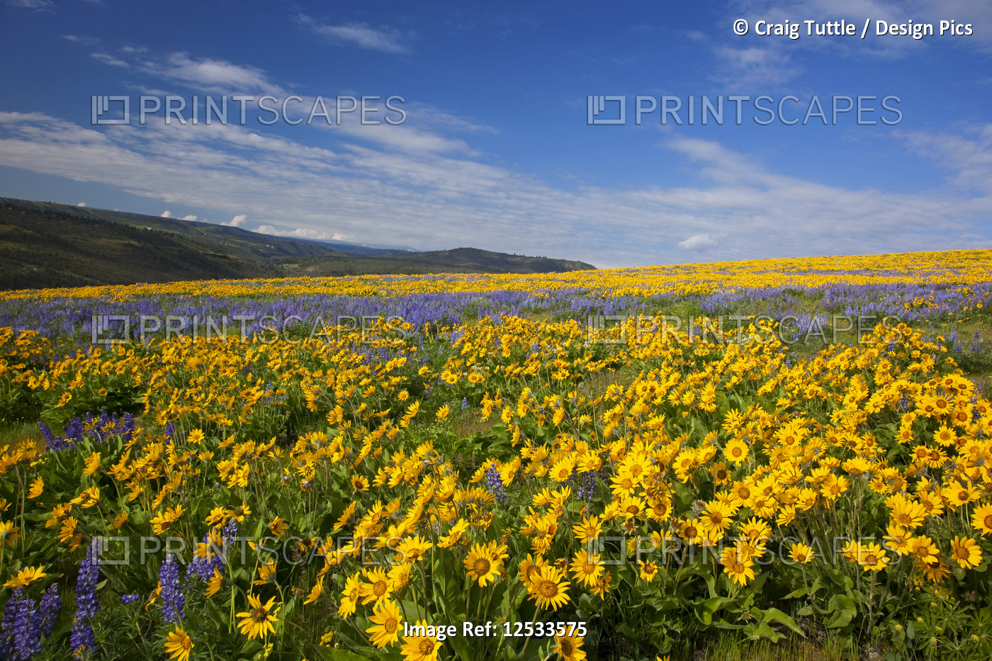 Wildflowers along rolling hills, Columbia River Gorge National Scenic Area; ...
