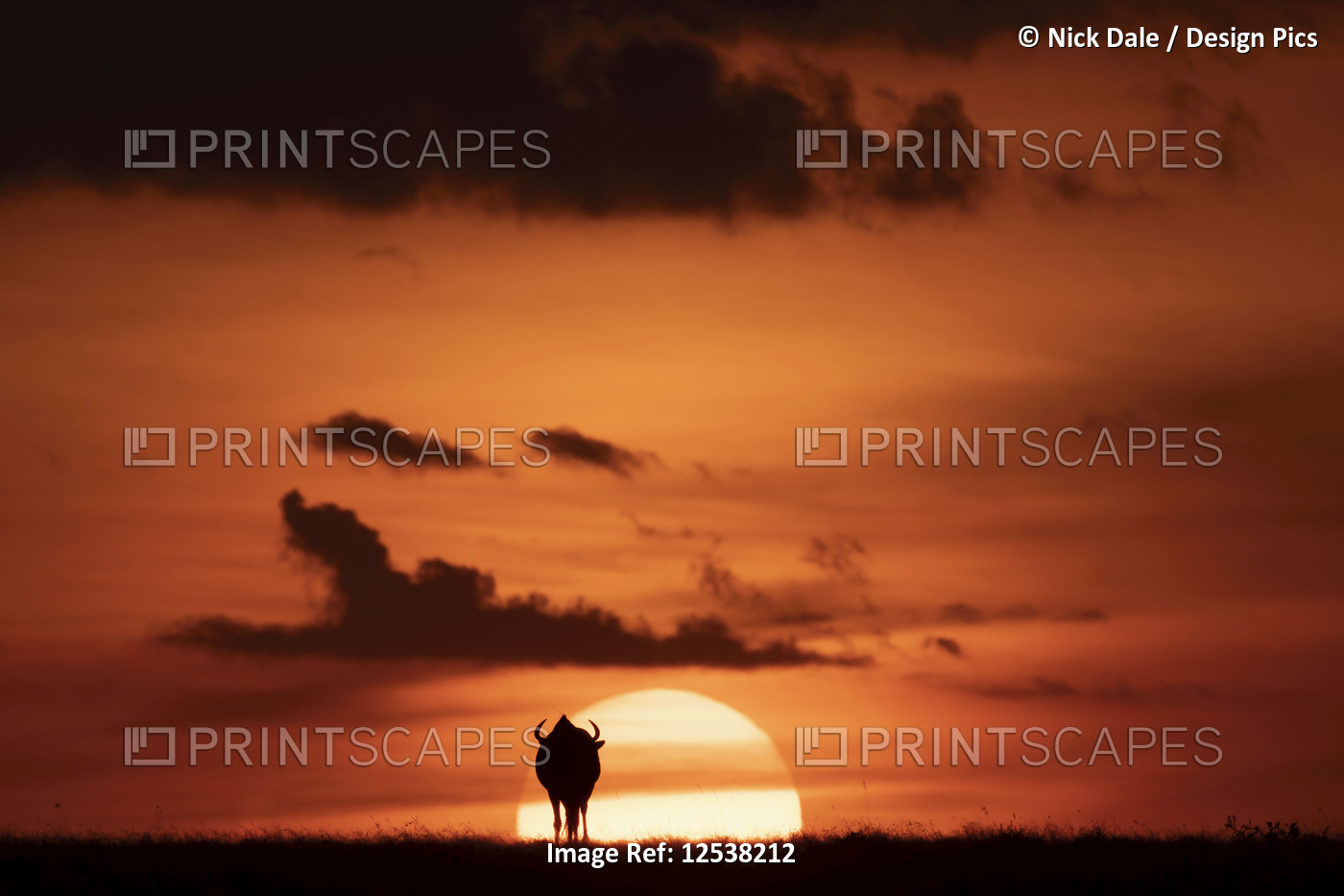 A blue wildebeest (Connochaetes taurinus) is silhouetted against the setting ...