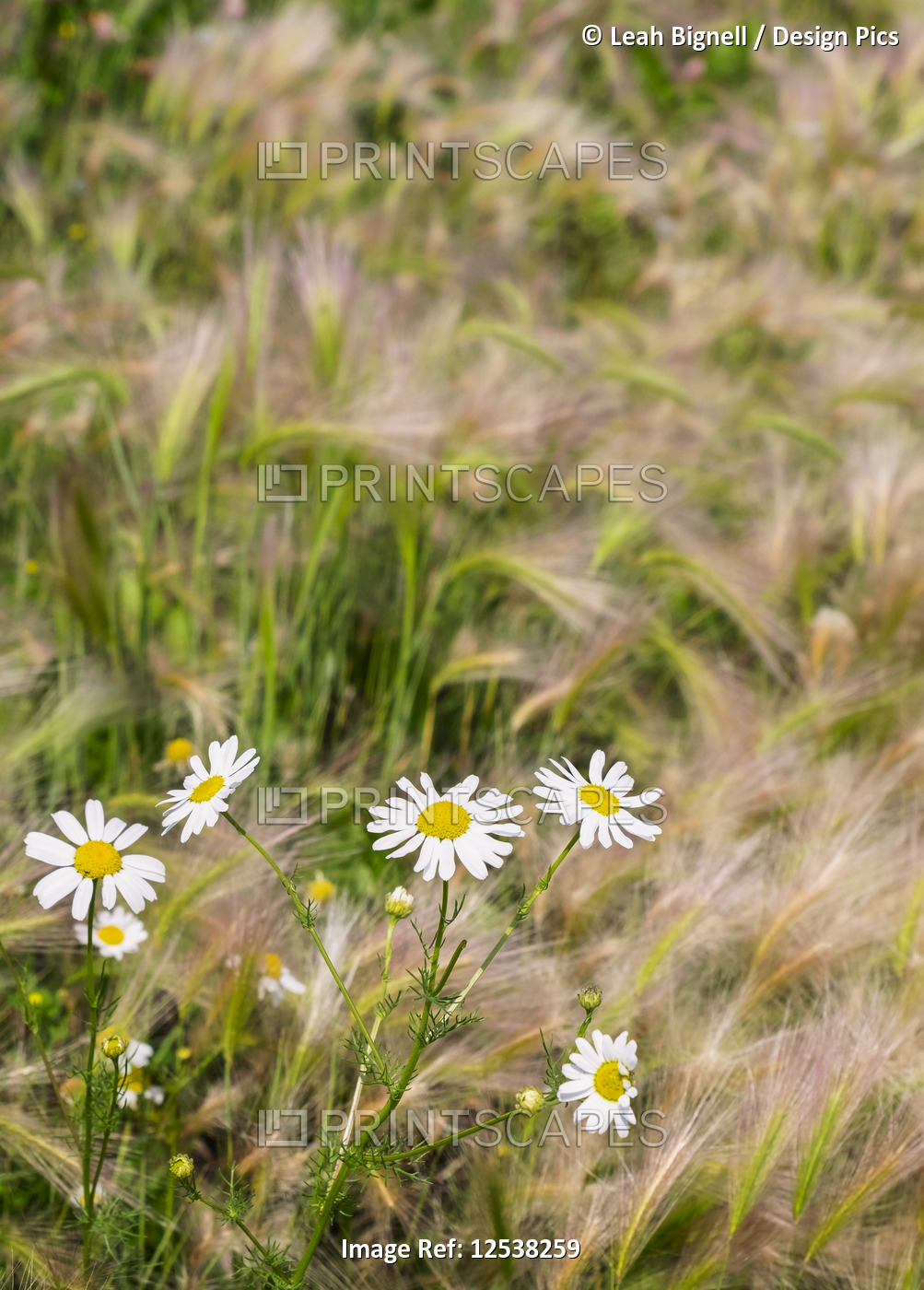 Wild scentless chamomile (Anthemis arvensis) and foxtail barley (Hordeum ...