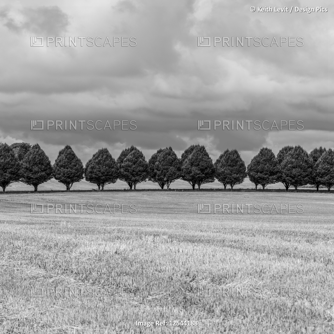 A row of trees dividing farm fields; Buttevant, County Cork, Ireland