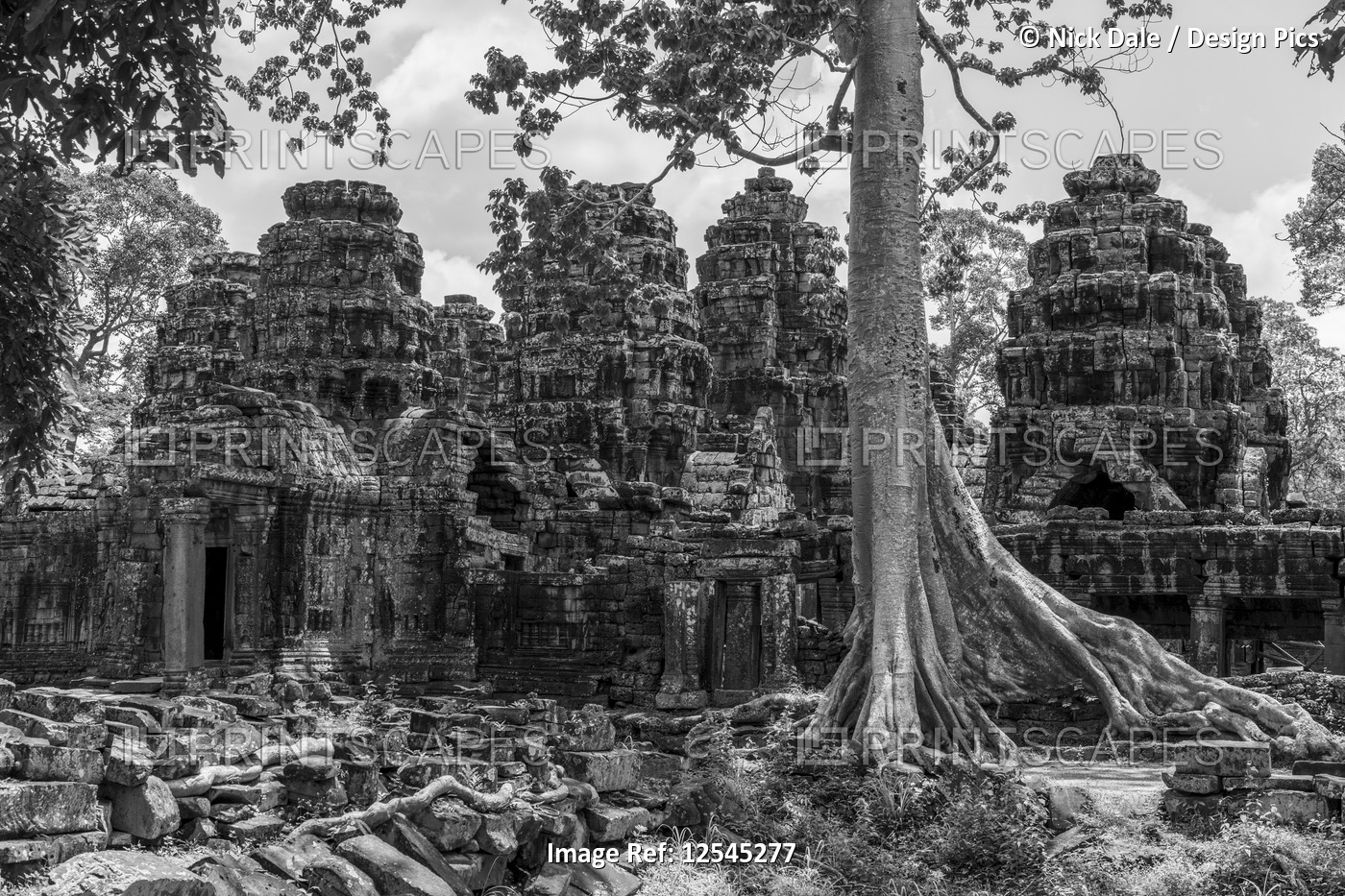 Monochrome tree among ruins of stone temple, Banteay Kdei, Angkor Wat; Siem ...