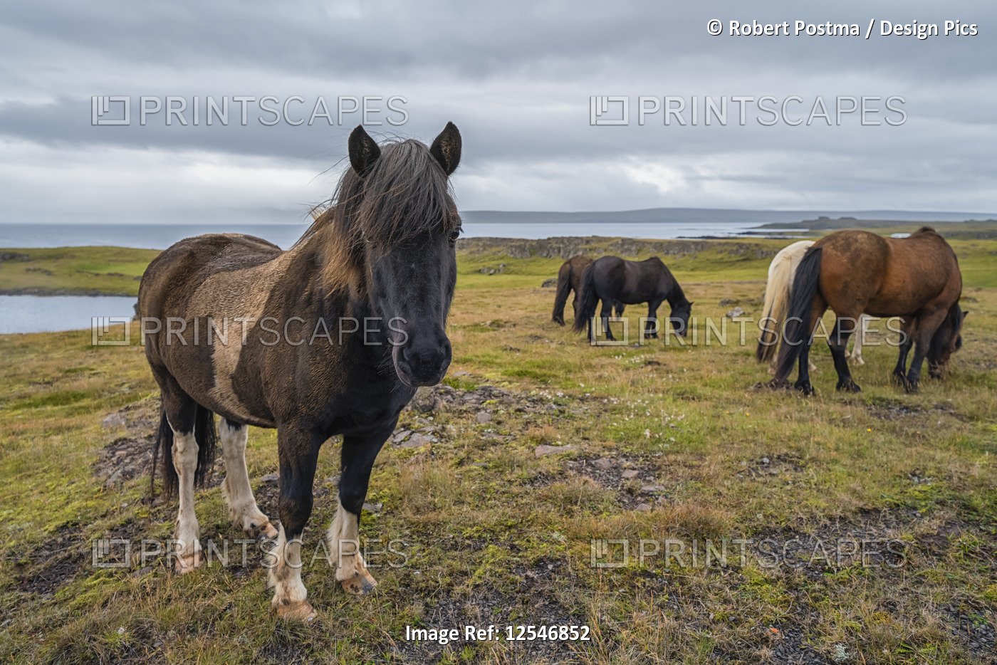 Icelandic horses in the rugged landscape; Iceland