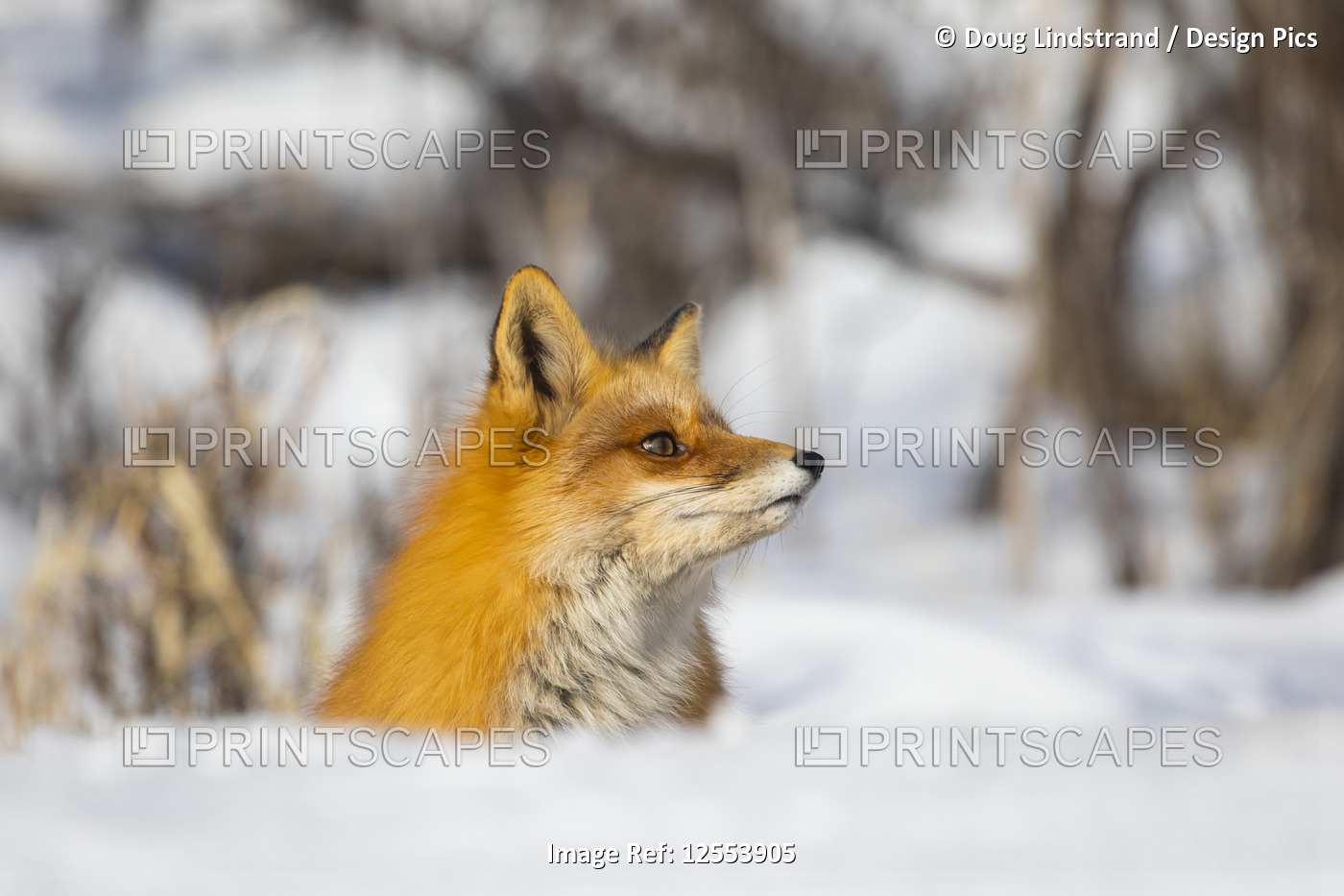 Red fox (Vulpes vulpes) alert in the snow; Alaska, United States of America