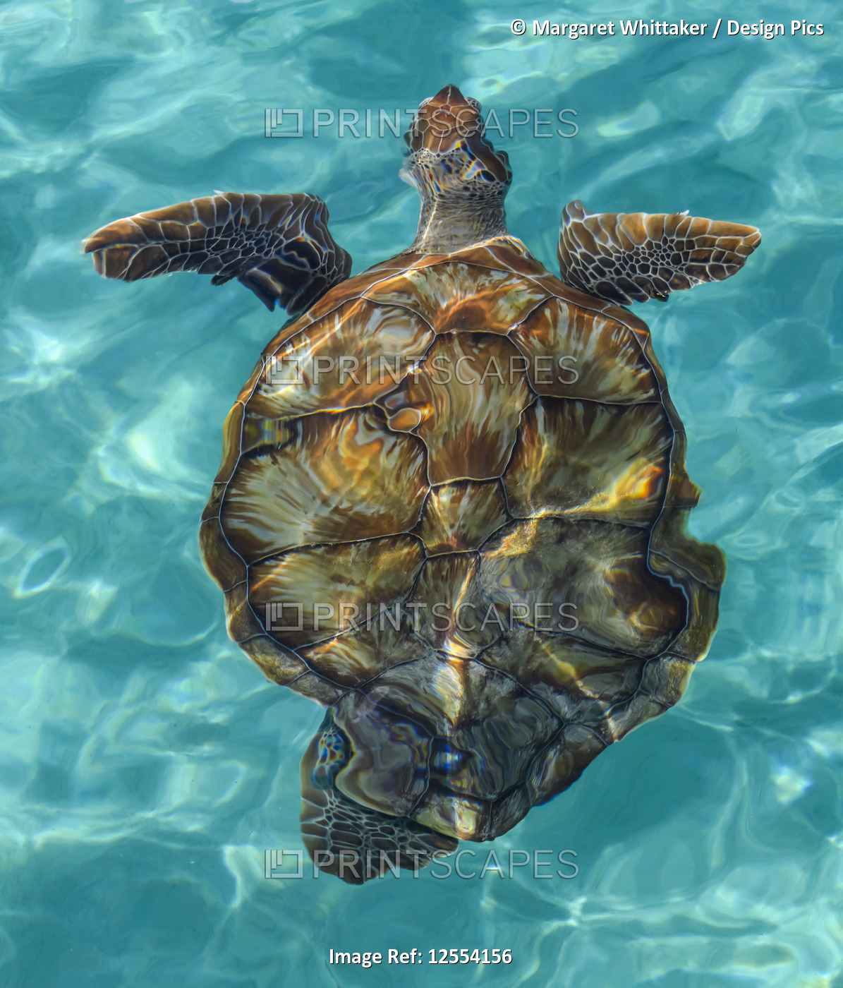 Turtle swimming in the crystal clear, turquoise water of the Caribbean; ...