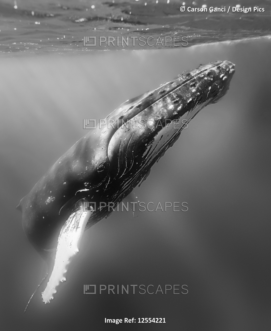 Humpback whale (Megaptera novaeangliae) under the surface of the water; Tonga