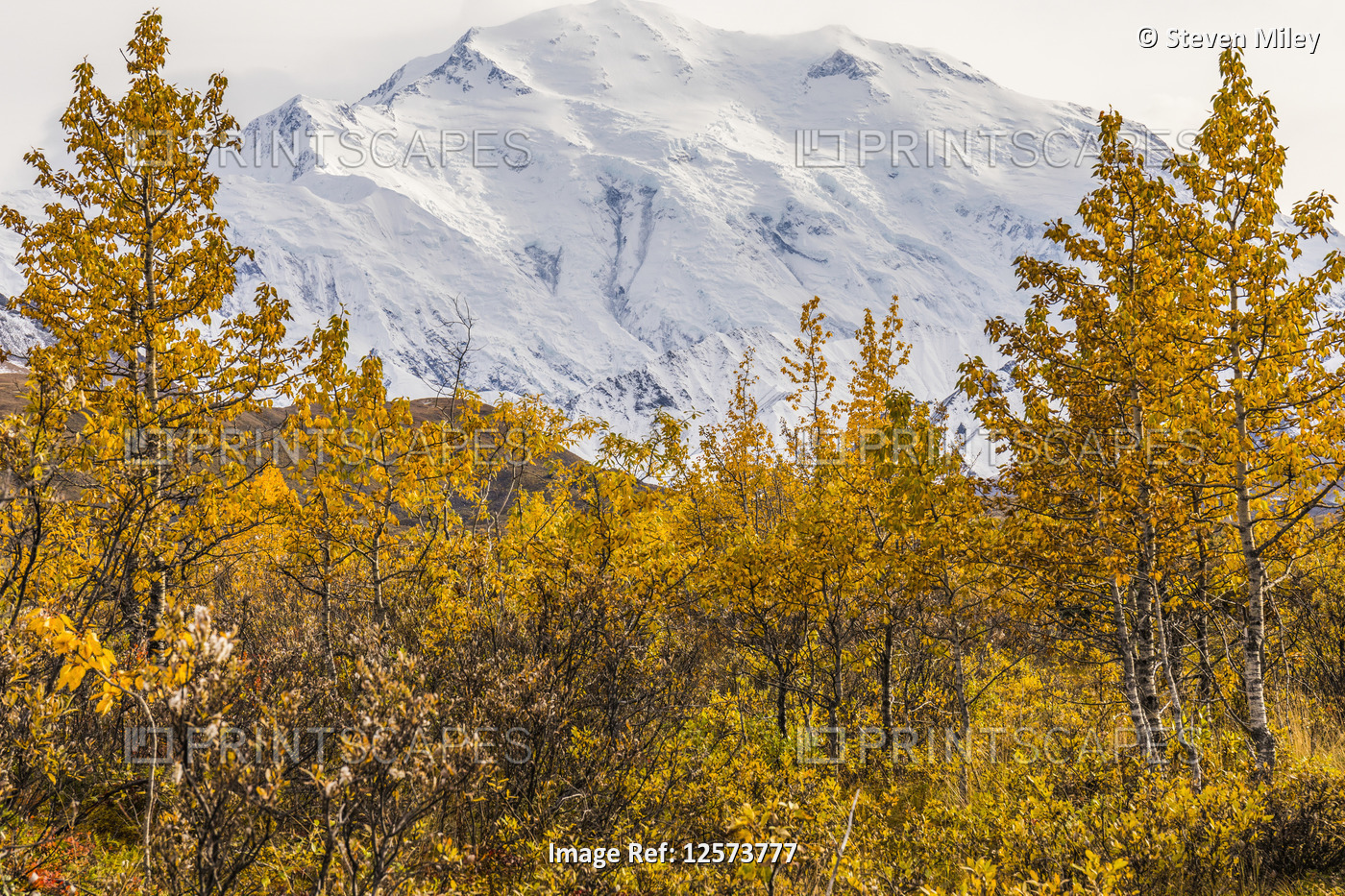 Denali framed by trees in the autumn, Denali National Park and Preserve; ...