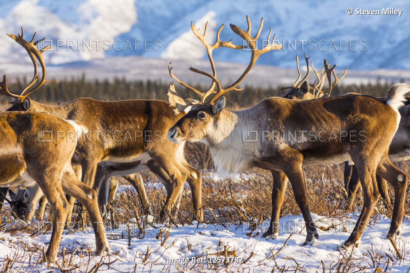 Caribou (Rangifer tarandus) belonging to the Donnelly Herd forage for food ...