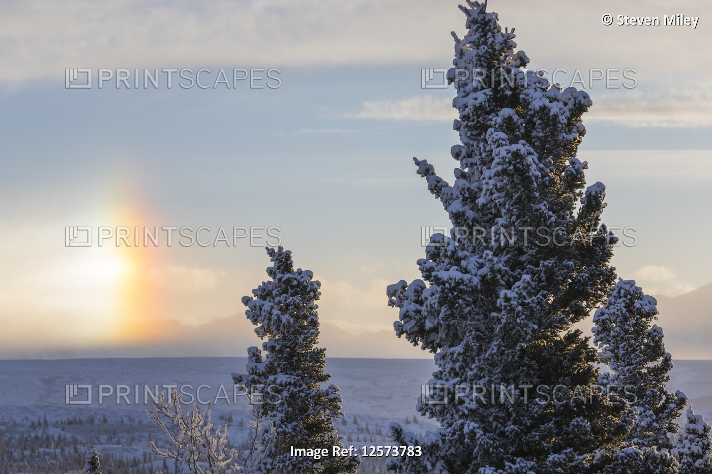 Snow-dusted spruce trees and a parhelion (also known as an icebow or 'sundog') ...