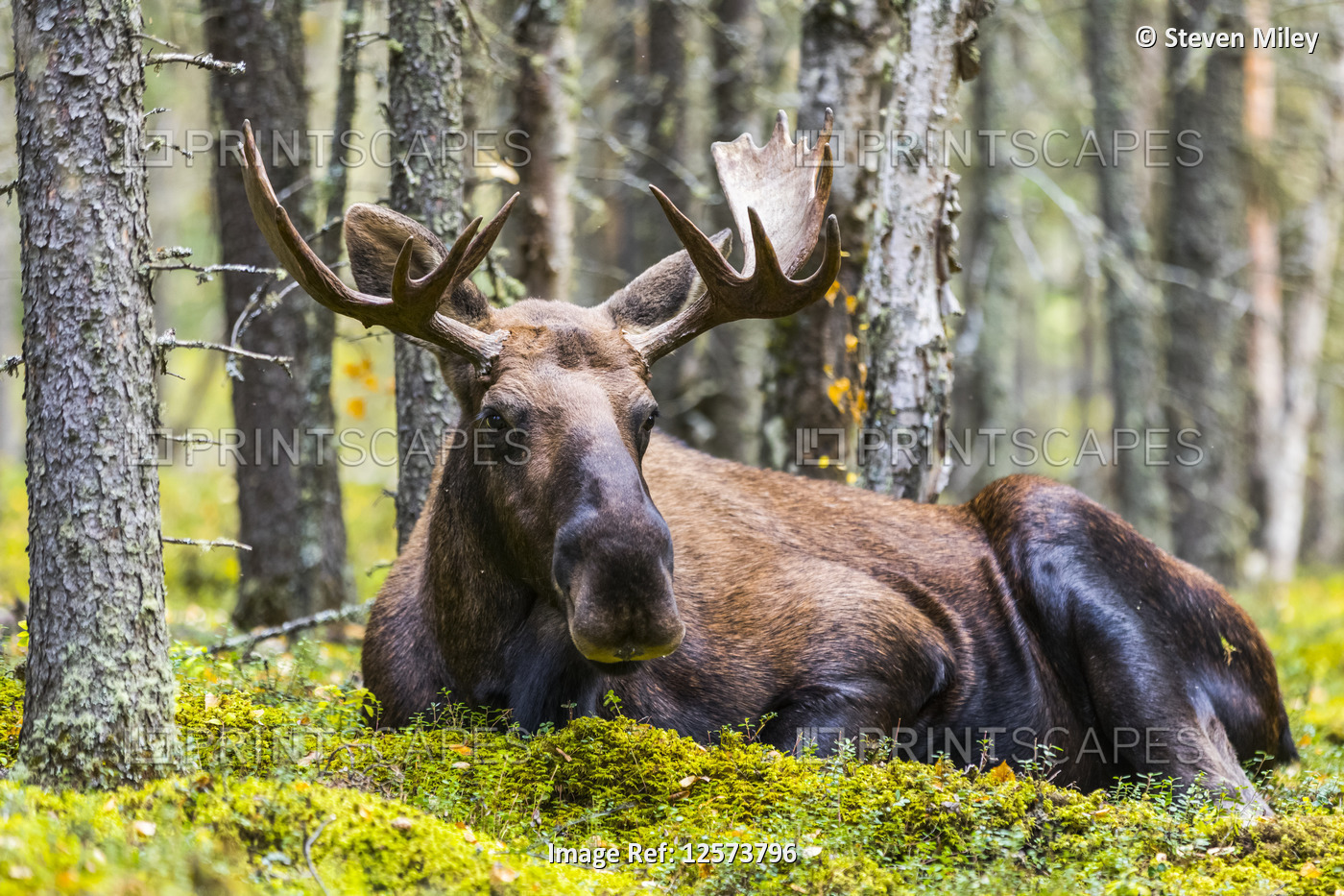 A bull moose (Alces alces) resting in a forest on Fort Greely; Alaska, United ...