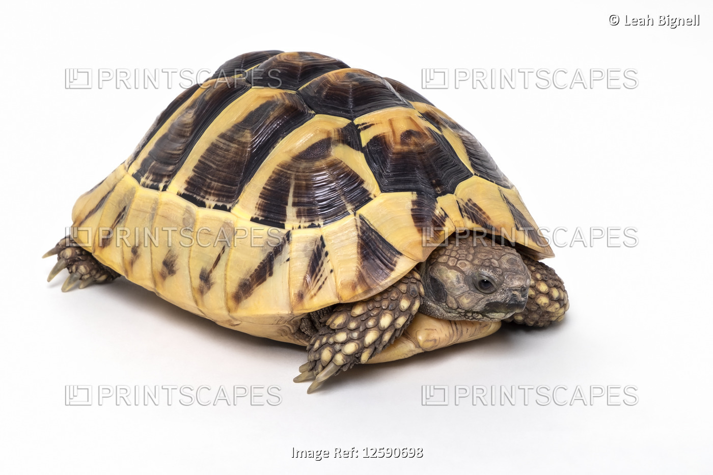 Eastern Harmann's Tortoise (Testudo hermanni boettgeri) posing on a white ...