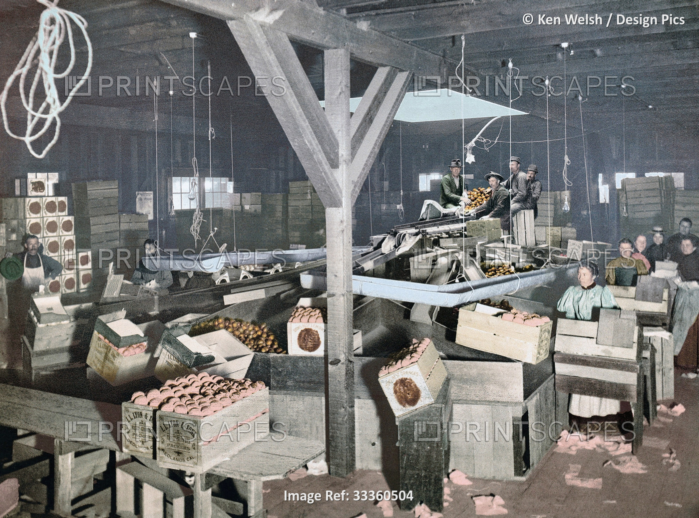 Orange Packing at Redlands, California, USA.  After a photo-chromolithograph by ...
