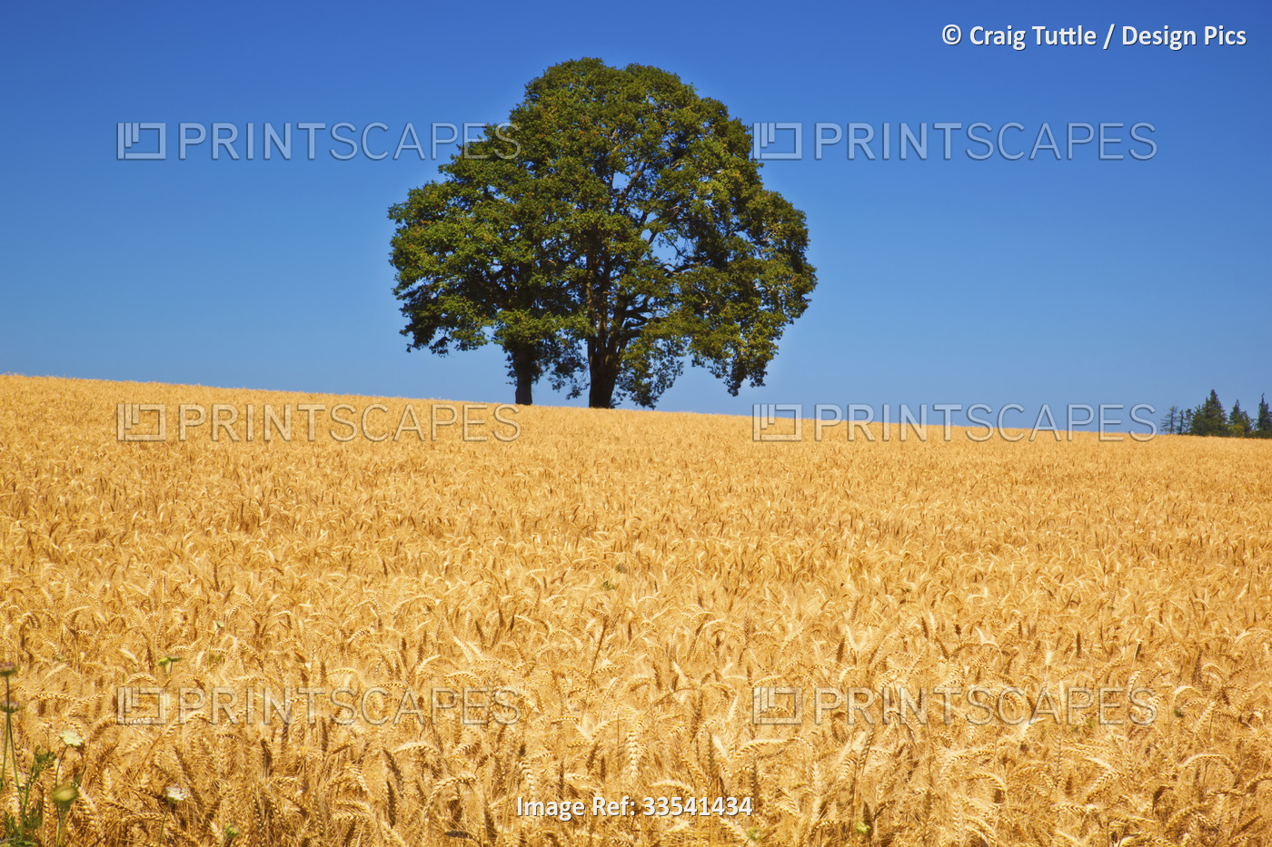 Golden wheat field on farmland on a sunny day under a blue sky with two oak ...