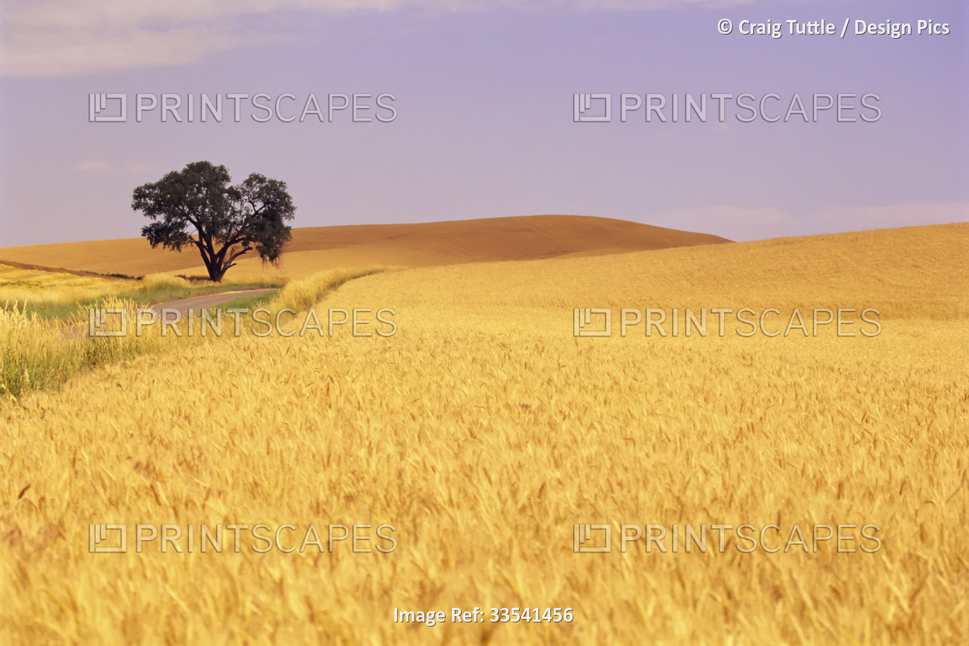 Golden wheat field on farmland on a sunny day under a blue sky with a lone oak ...