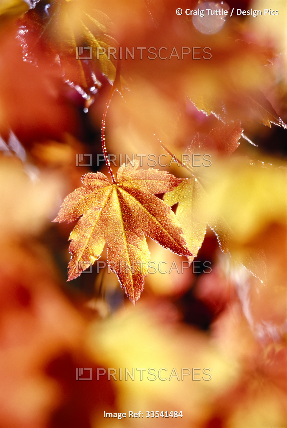 Leaf on a Vine maple tree (Acer circinatum) changing colour in autumn in Mount ...