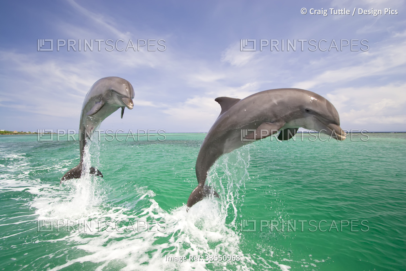 Dolphins breaching from the Caribbean Sea; Roatan, Honduras