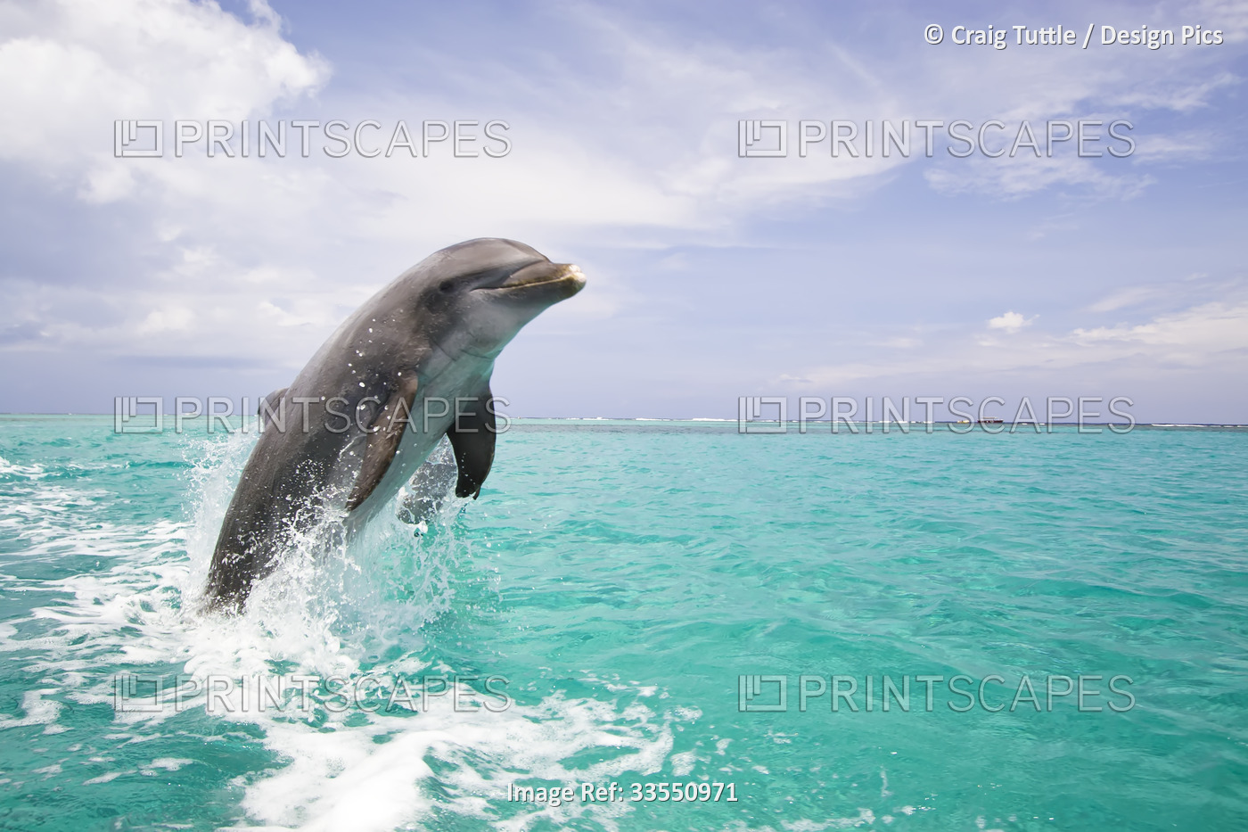 Dolphin breaching from the Caribbean Sea; Roatan, Honduras