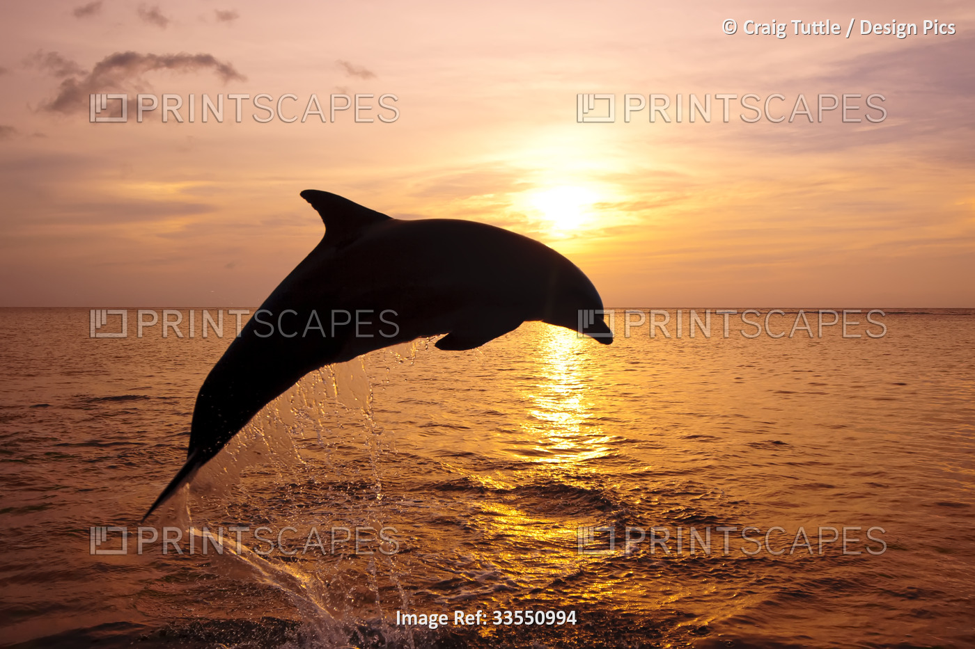 Dolphin breaching from the Caribbean Sea at sunset; Roatan, Honduras