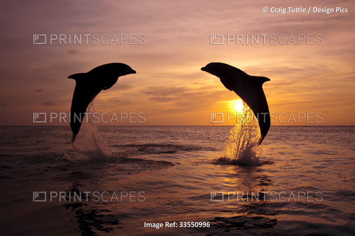 Dolphins breaching from the Caribbean Sea at sunset; Roatan, Honduras