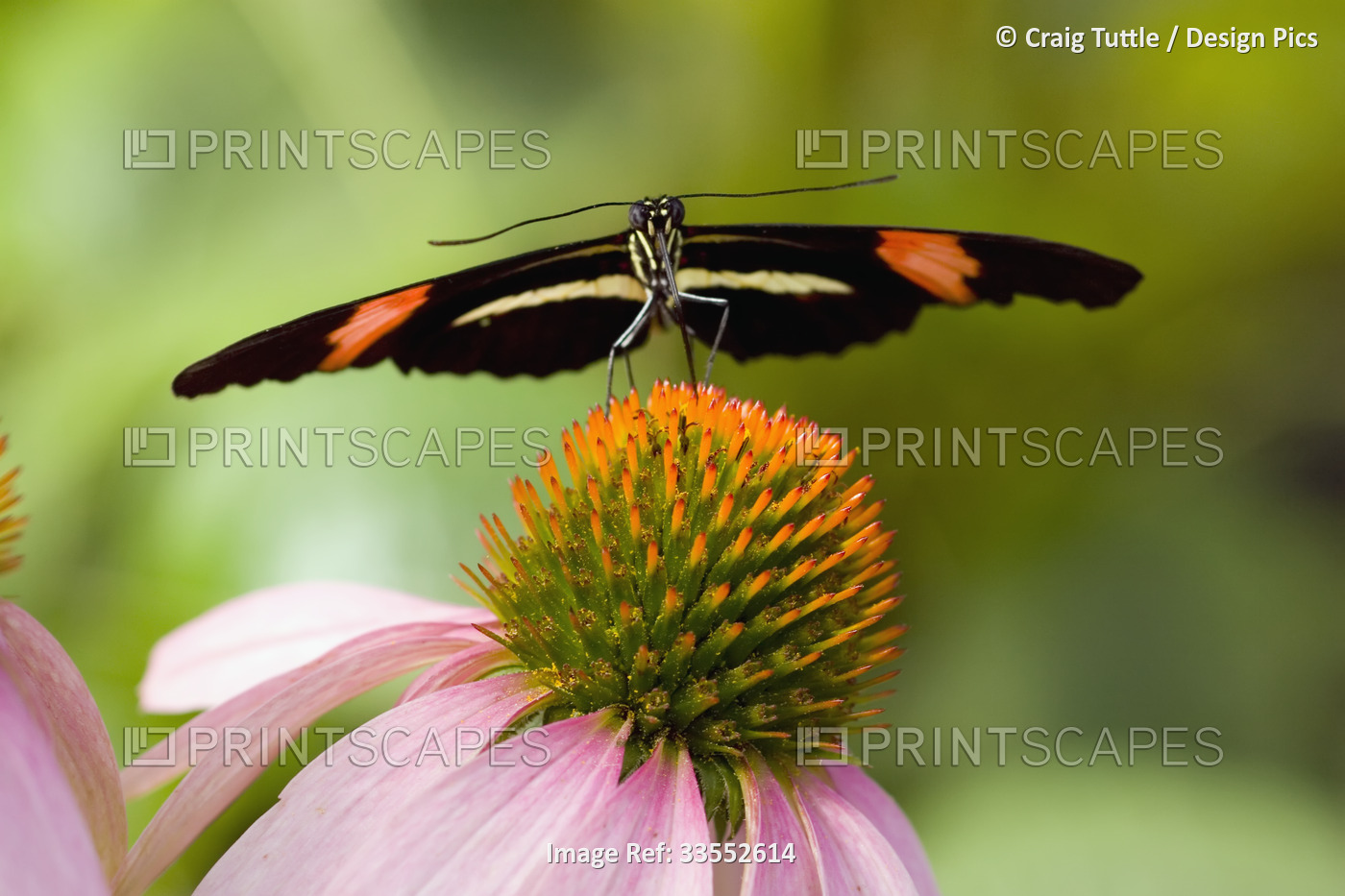 Small Postman butterfly (Heliconius melpomene) resting on flower; Oregon, ...