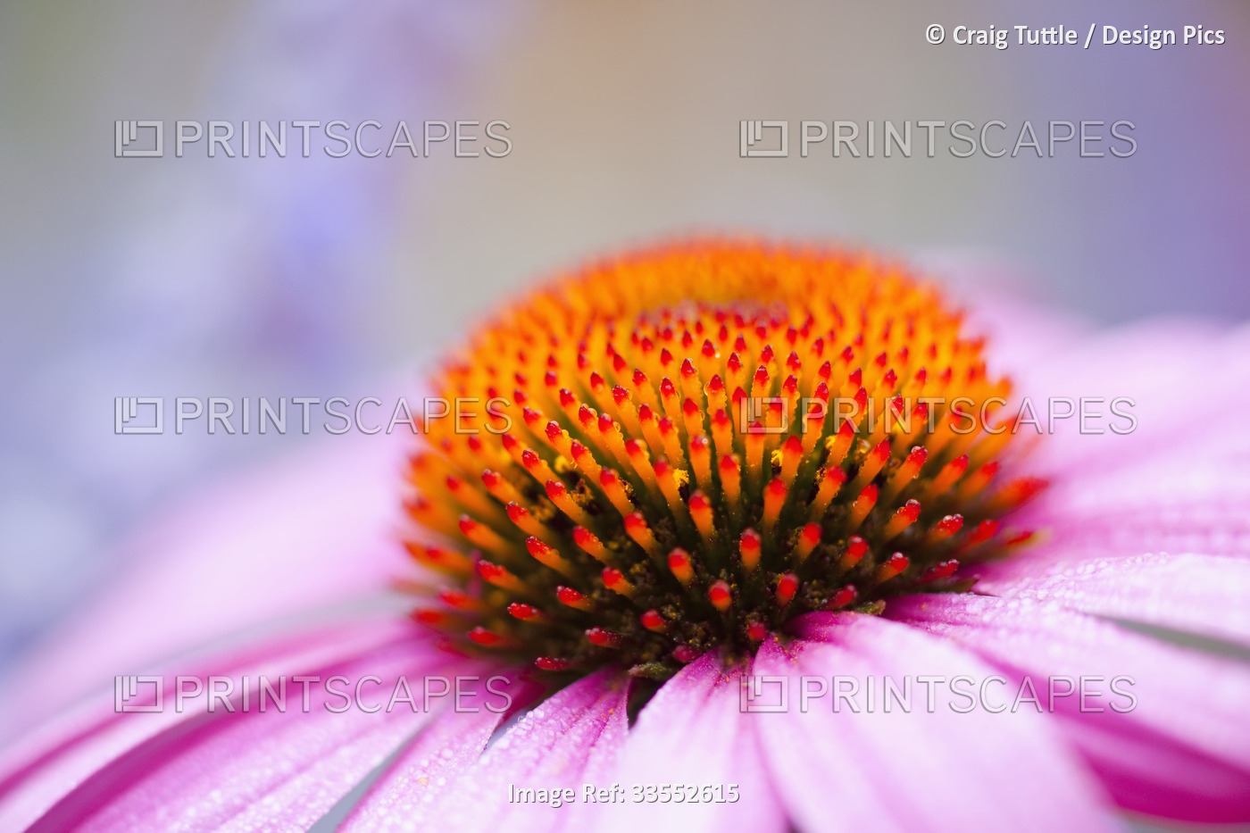 Close-up detail of Echinacea flowerhead; Oregon, United States of America