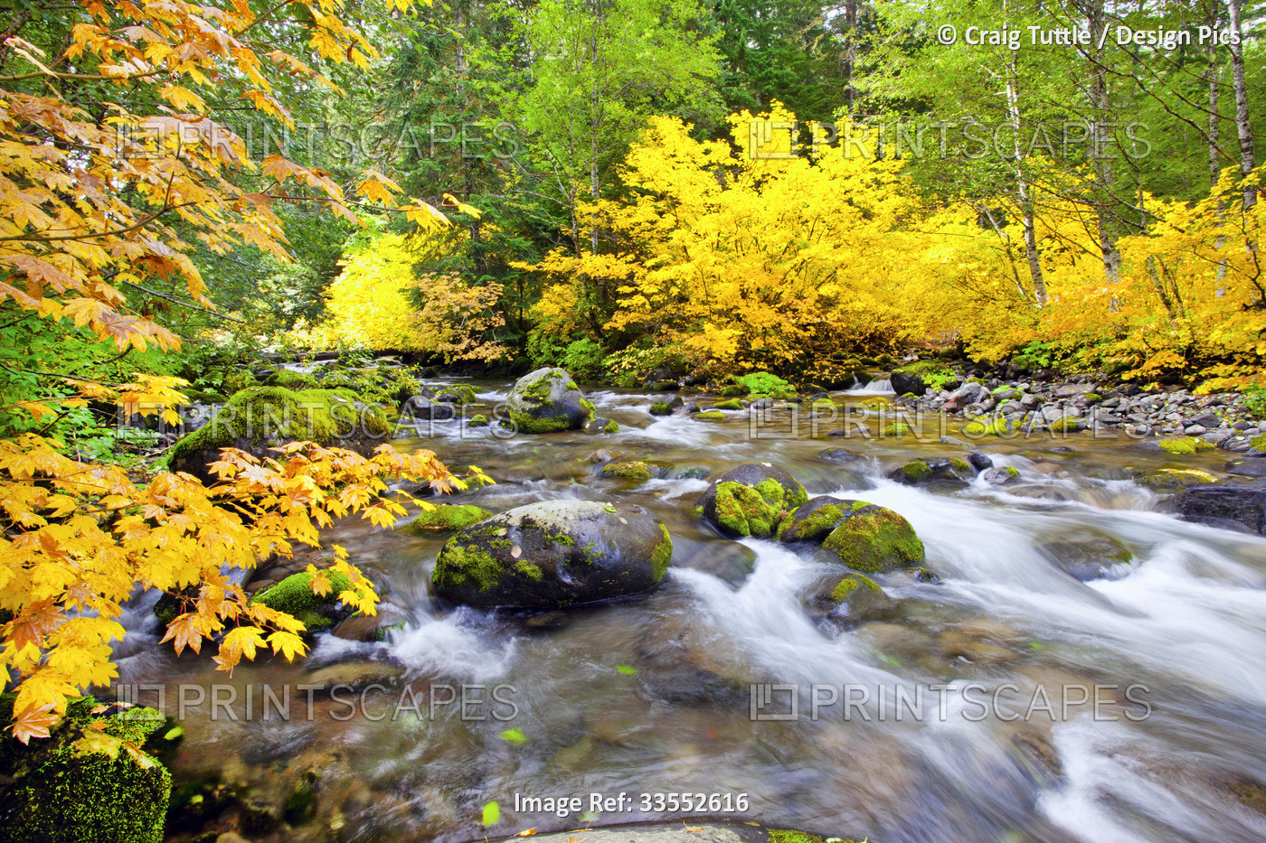 Autumn coloured foliage along the flowing Santiam River in Willamette National ...