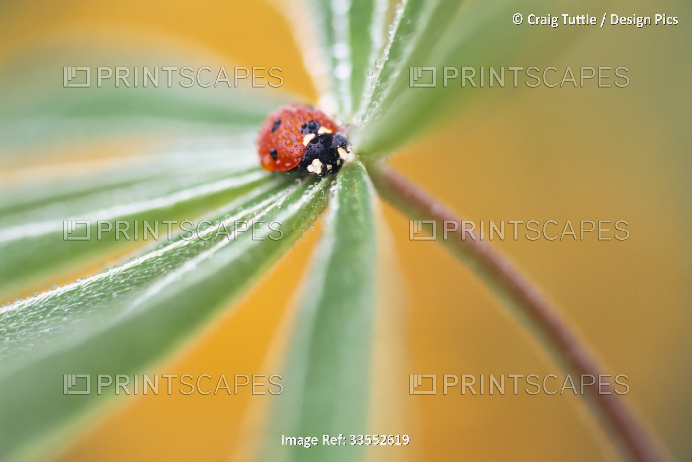 Dewdrops on a ladybug and green foliage of a flower; Oregon, United States of ...