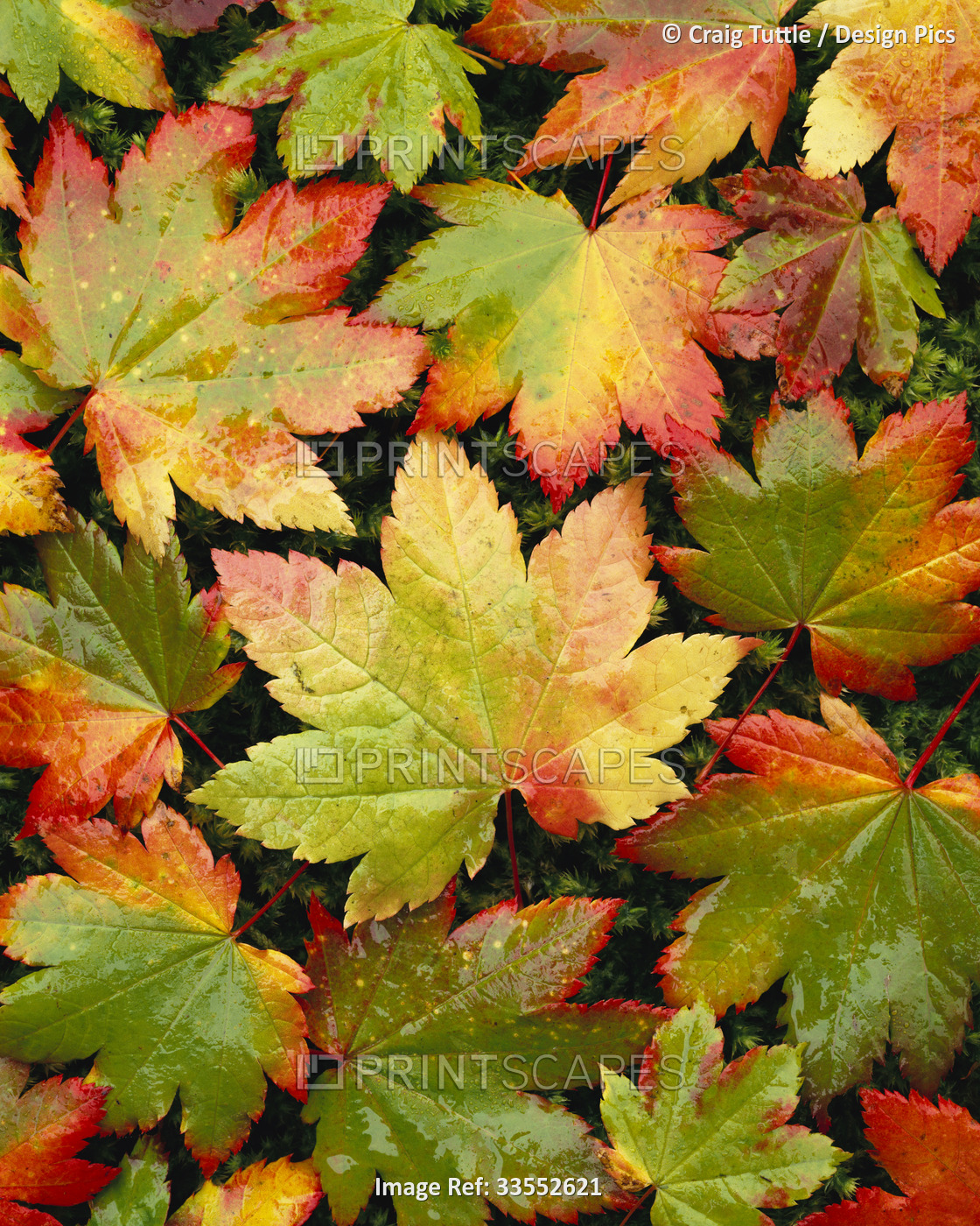 Vibrant autumn colours on a Vine maple (Acer circinatum) tree in Mount Rainier ...