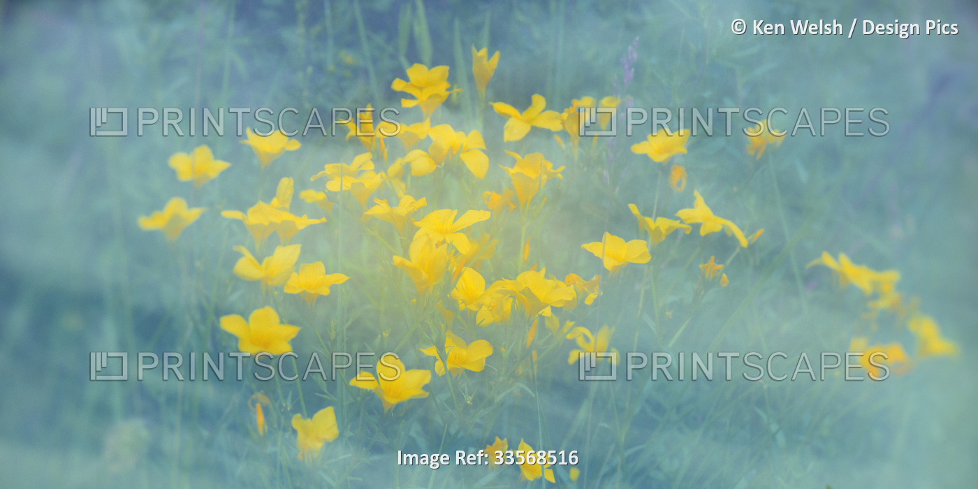 Double exposure of a cluster of yellow wildflowers in a meadow surrounded by ...