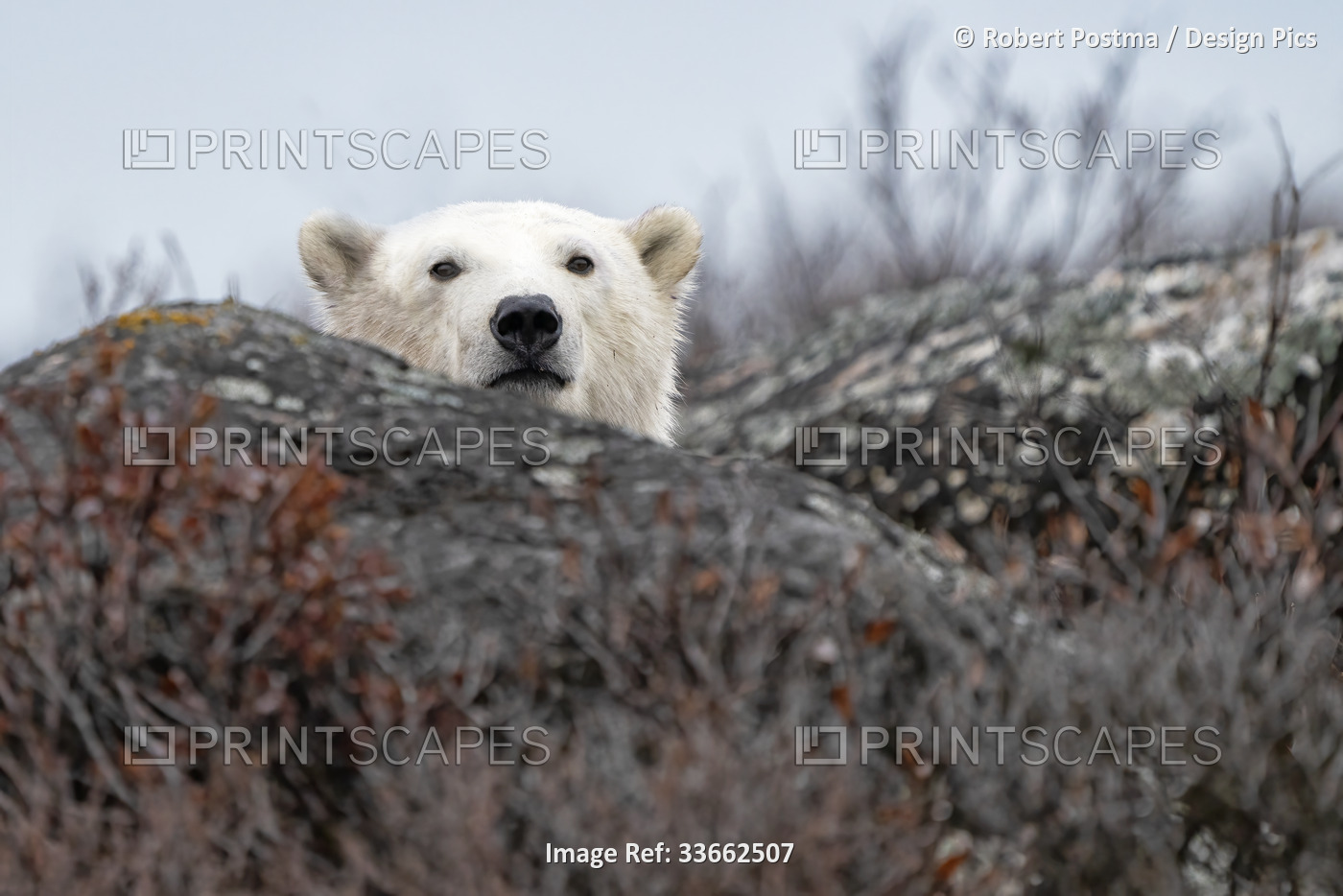 Polar bear (Ursus maritimus) looking at the camera from behind a rock in the ...
