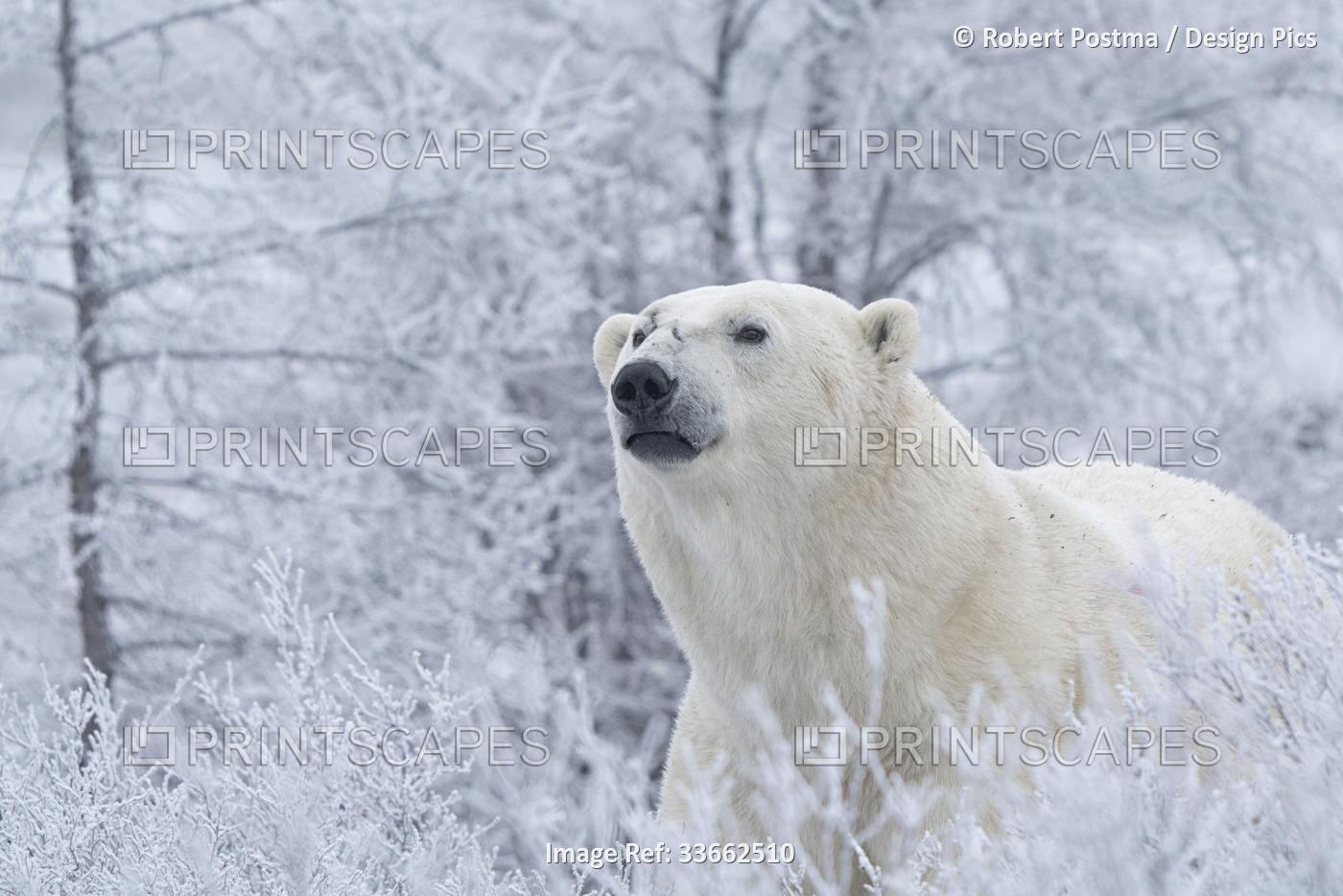 Polar bear (Ursus maritimus) in the wild looking out, near Churchill, Manitoba; ...